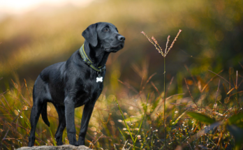 Black Dog Names | getpetsinfo