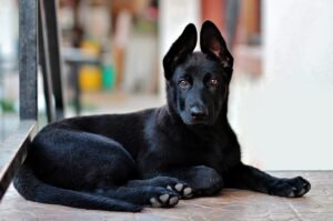 Male Black Dogs Names | getpetsinfo