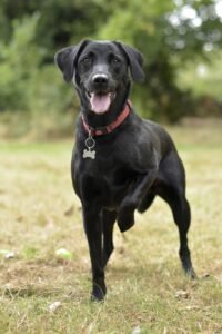 Badass Black Dog Names | getpetsinfo