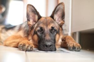 German Shepherd Dog Breed Information

