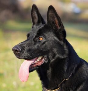 erman Shepherds are truly remarkable dogs that have earned their place as one of the most beloved and admired breeds in the world. With their intelligence, loyalty, and versatility, they excel in a variety of roles and make wonderful companions for the right owners. However, it's important to understand that owning a German Shepherd is a long-term commitment that requires dedication, patience, and responsibility. By providing them with proper care, training, and love, you can enjoy a fulfilling and rewarding relationship with your German Shepherd for many years to come.