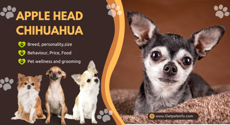 "Apple Head Chihuahua Magic : 7 Unveiled Secrets You Need to Know"