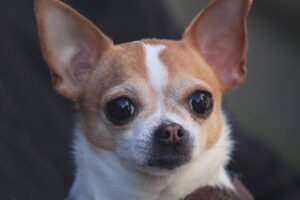 Apple Head Chihuahua Facts