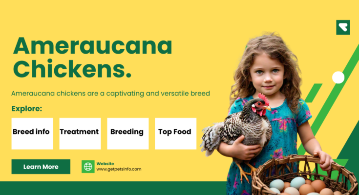 Ameraucana chicken